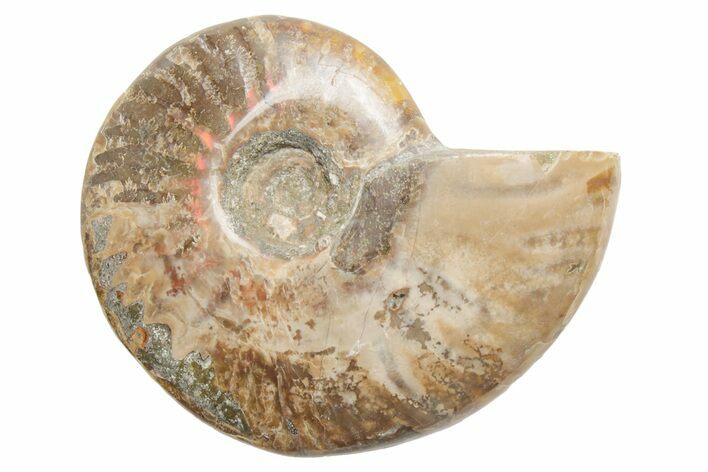 Polished Cretaceous Ammonite (Cleoniceras) Fossil - Madagascar #216115